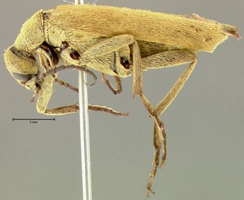 Media type: image;   Entomology 26061 Aspect: habitus lateral view